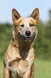 BOUVIER AUSTRALIEN 367